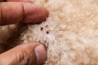 Vlooien Herkennen Locaties Eitjes En Ontwikkeling